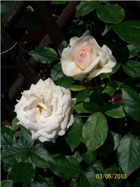 3ac175ec-Picture 601.jpg